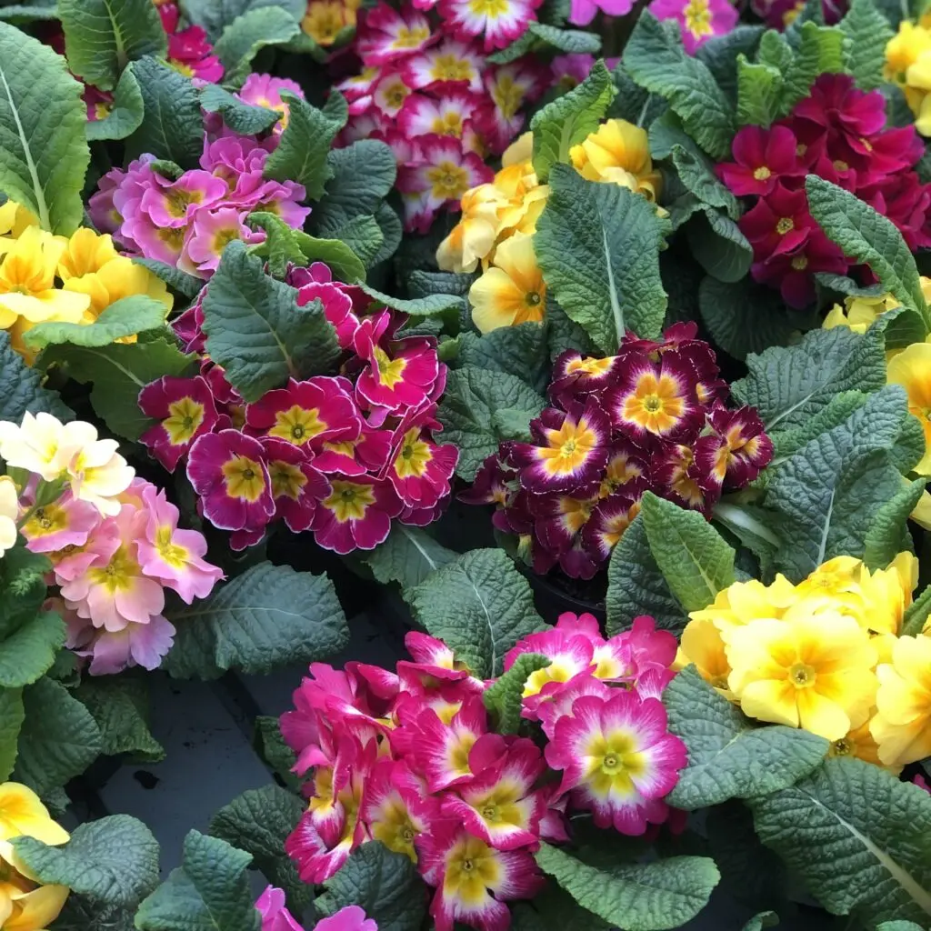 Priimula P9cm