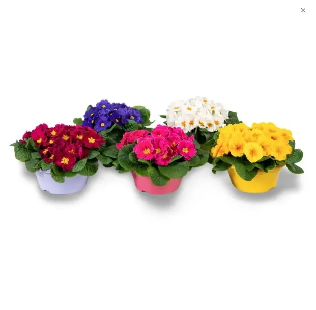 Priimula P21/25cm