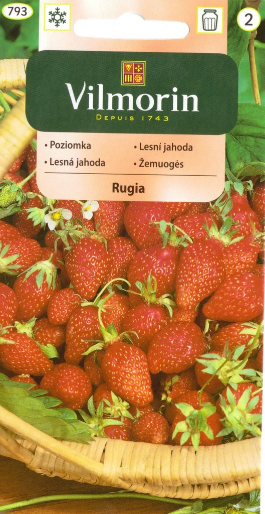 Kuumaasikas Rugia 