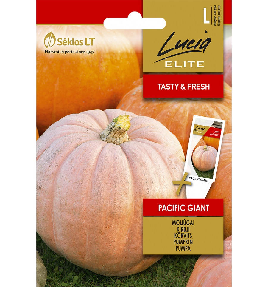 Kõrvits Pacific Giant 3g