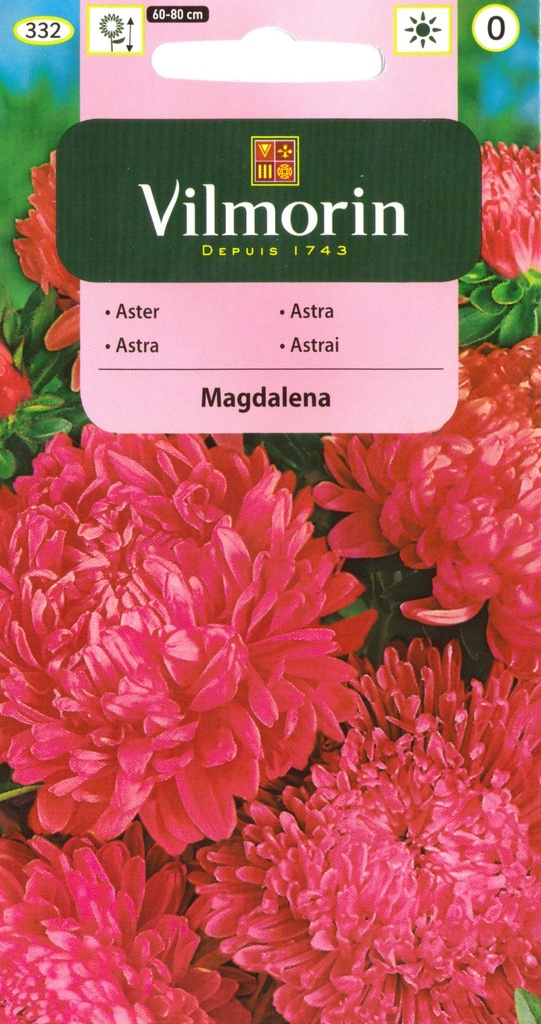 Hiina aedaster Magdalena pojeng 