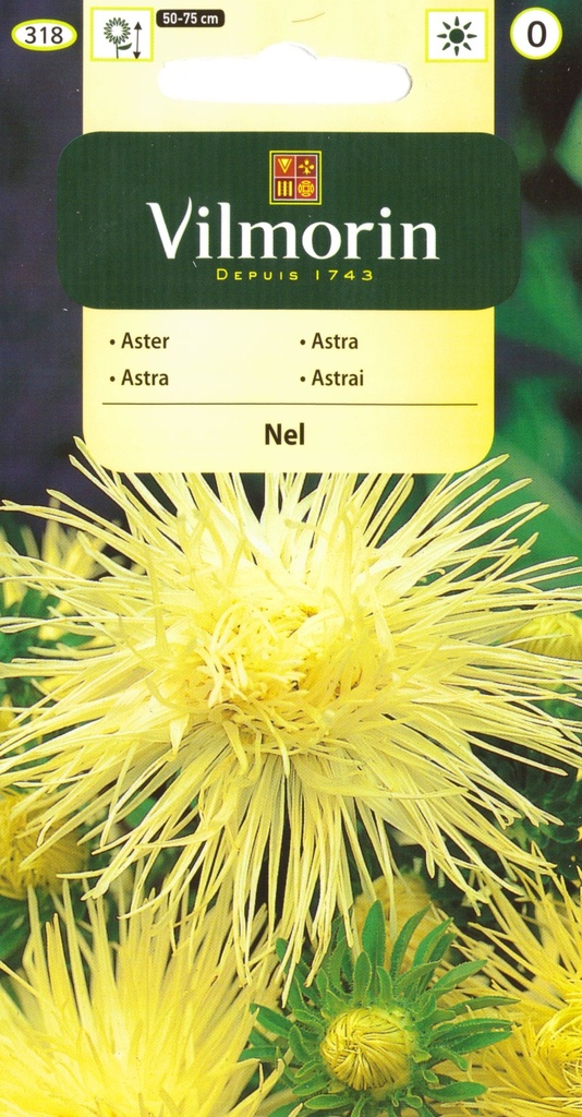 Hiina aedaster Nel 