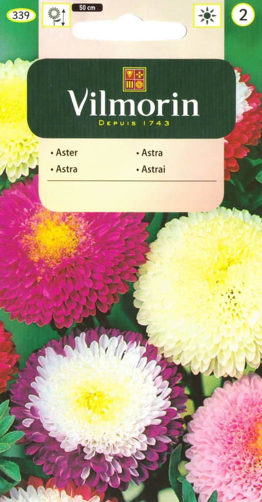 Hiina aedaster pojeng