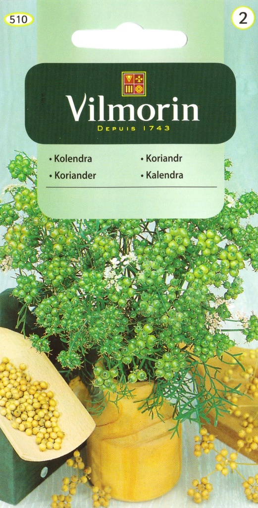 Koriander 