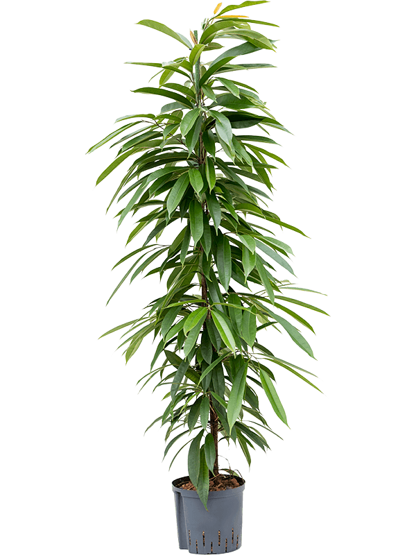 Ahtalehine viigipuu 'Amstel King' P17/70cm