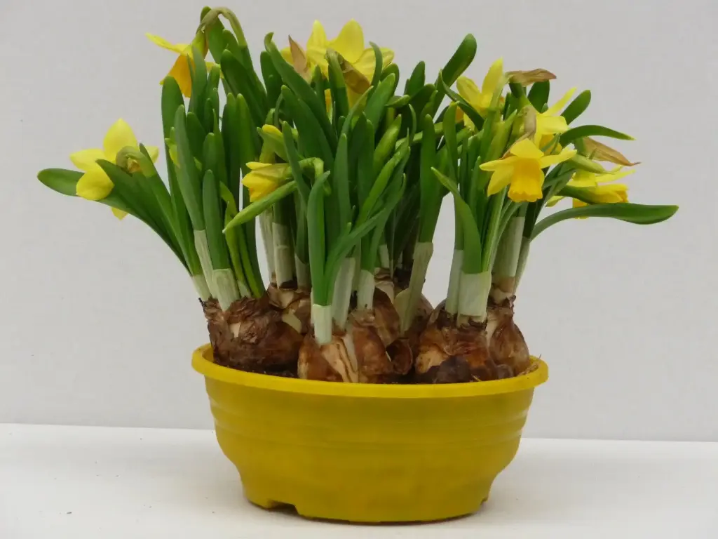 Nartsiss 'Tete a Tete' P16cm 