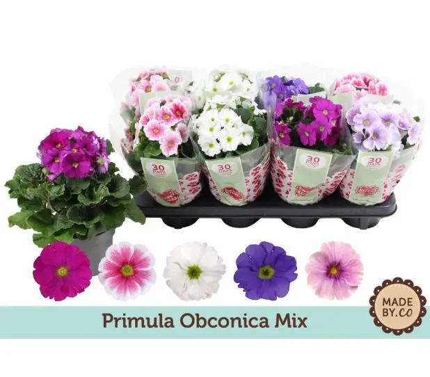 Kuhikpriimula 'Touch Me' P10,5/25cm