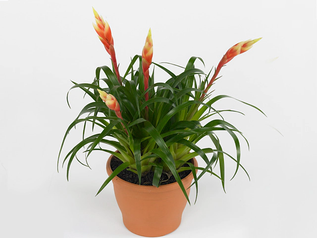 Vriisea Shannon P12/35cm 