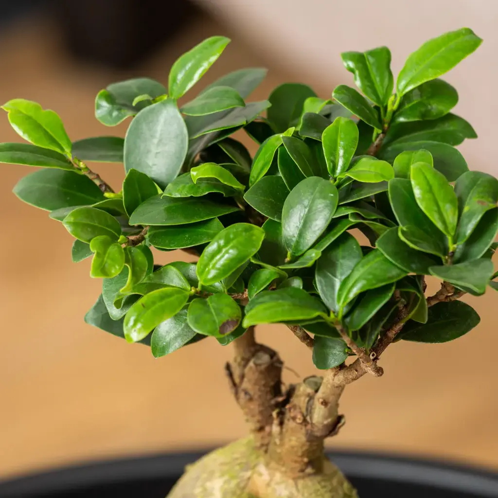 Väikeseviljaline viigipuu'Ginseng '18Ø 45cm 