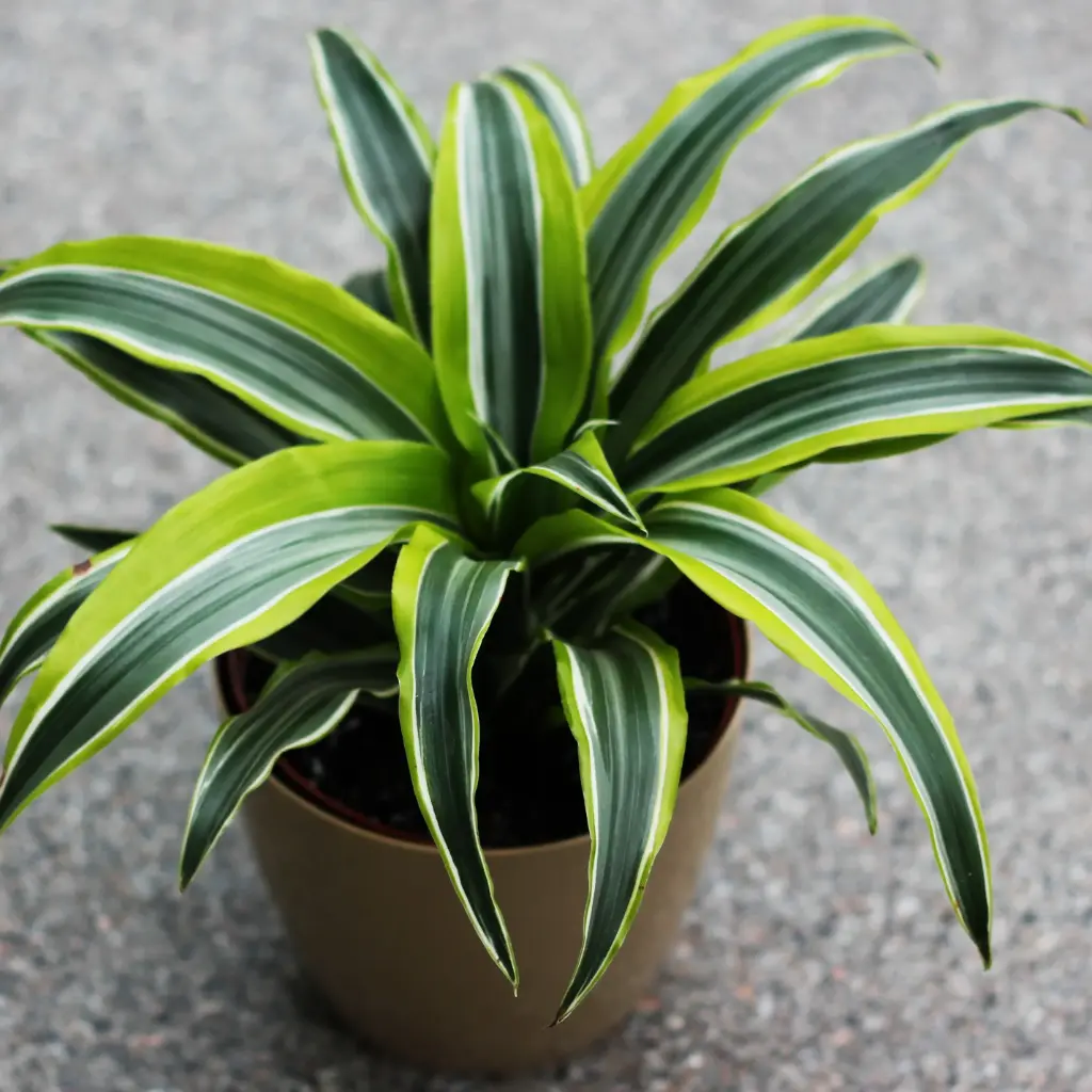 Lõhnav draakonipuu 'Lemon Lime' P21/110cm