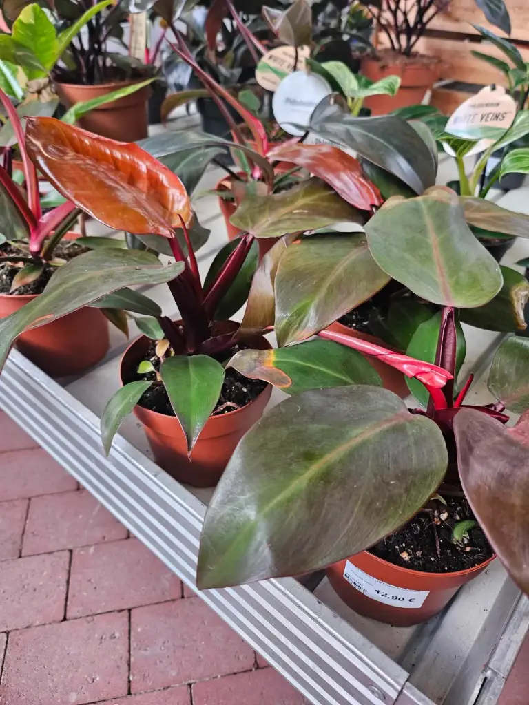 Filodendron 'Sun Red' P12/30cm