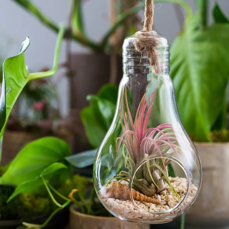 Tillandsia valik 6/6
