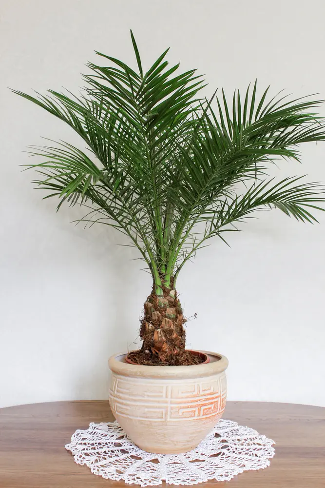 Kanaari datlipalm P21/150cm