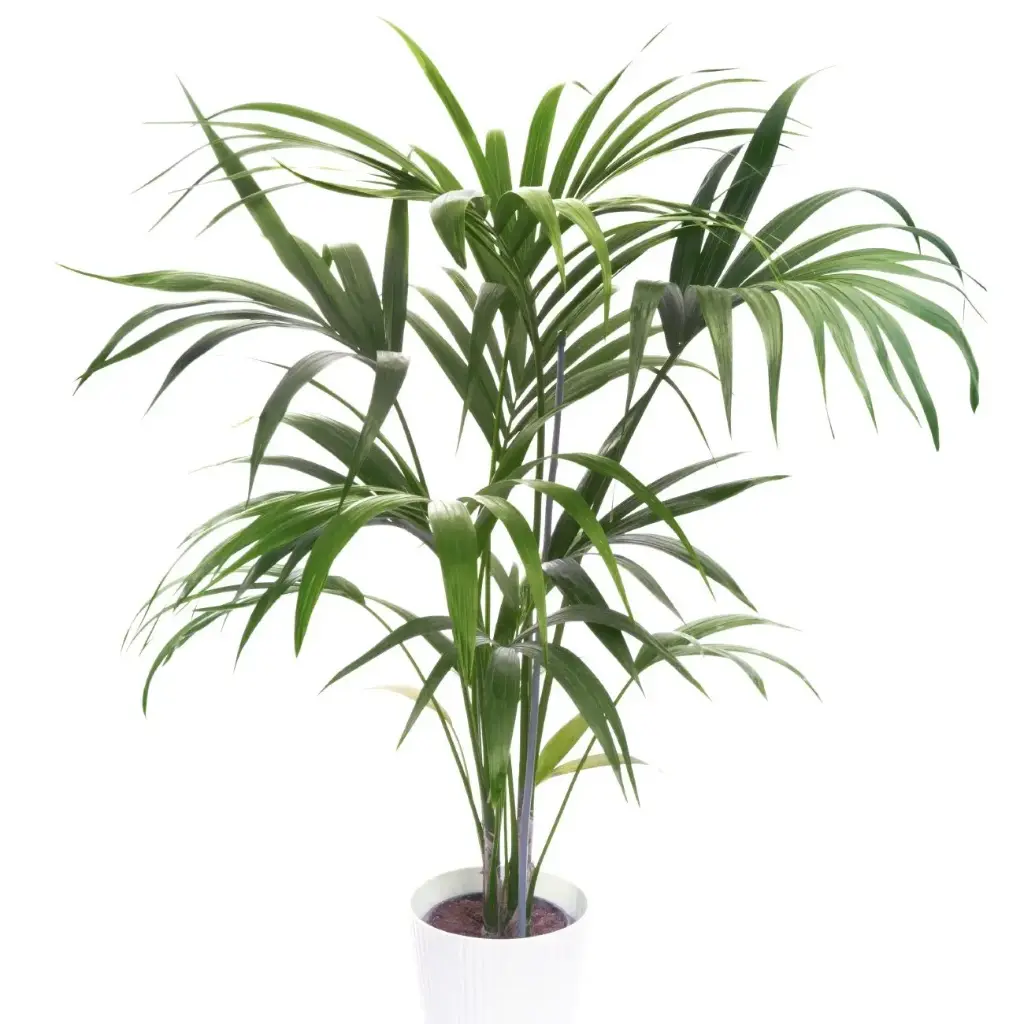 Forsteri kentiapalm P17/90cm