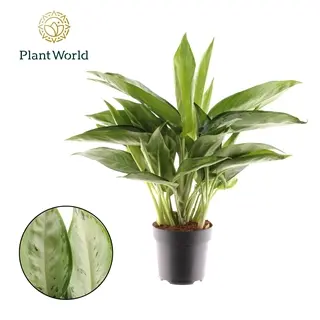 Aglaoneema "Silverado" P17/55cm