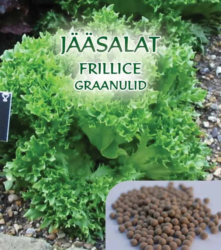 Jääsalat FRILLICE granuleeritud 25 s.