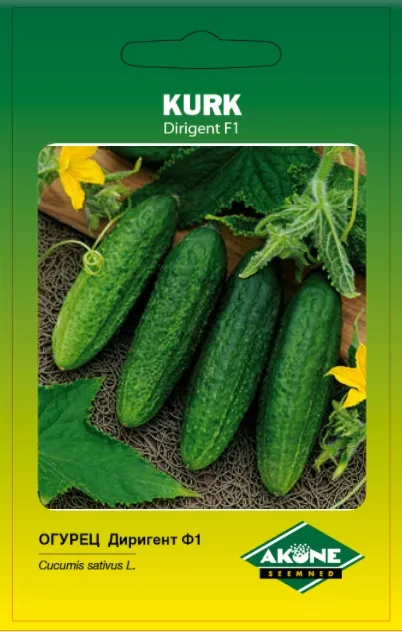 Kurk DIRIGENT F1; 10 s