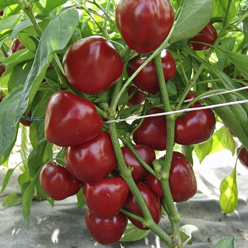Paprika DUMAS