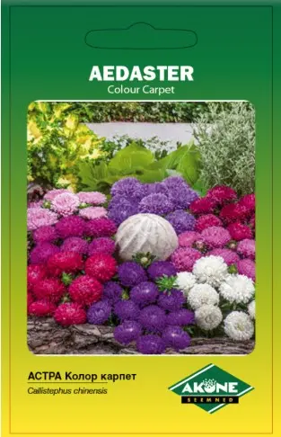 Aster COLOUR CARPET, 25 cm segu; 0,5 g