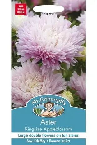 Aster Kingsize Appleblossom 150 s.