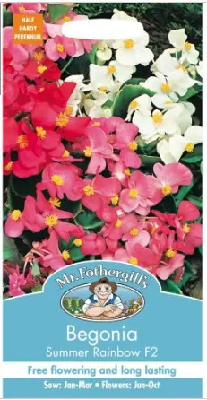 Begoonia SUMMER RAINBOW F2 2000s.