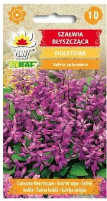 Leeksalvei violetne 10 tk
