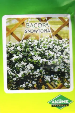 Südajas suutera e. bacopa SNOWTOPIA; 10 s.