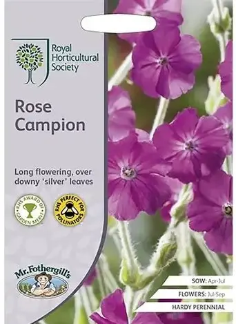 Harilik käokann ROSE CHAMPION