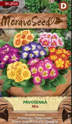 Priimula, segu 80 s.