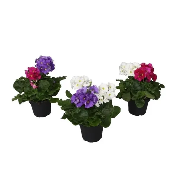 Kuhikpriimula Touch Me Duo P14/28cm valik