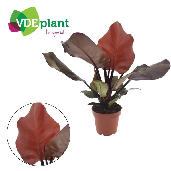 Filodendron 'Sunlight' P12/30cm 