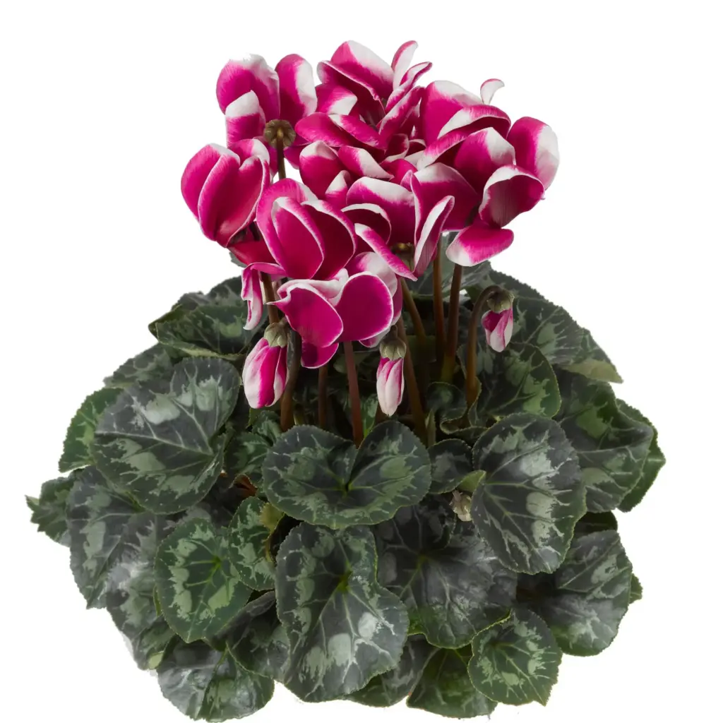 Alpikann Snowridge lilla