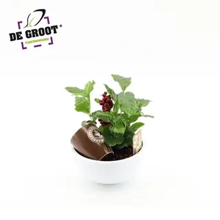 Kohvipuu seade kausis P19/25cm