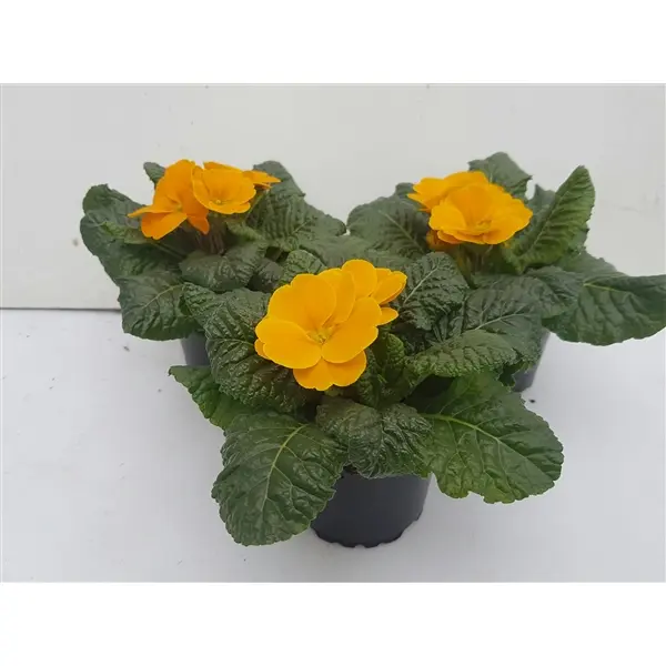 Priimula Cairo P10,5cm/15cm kollane