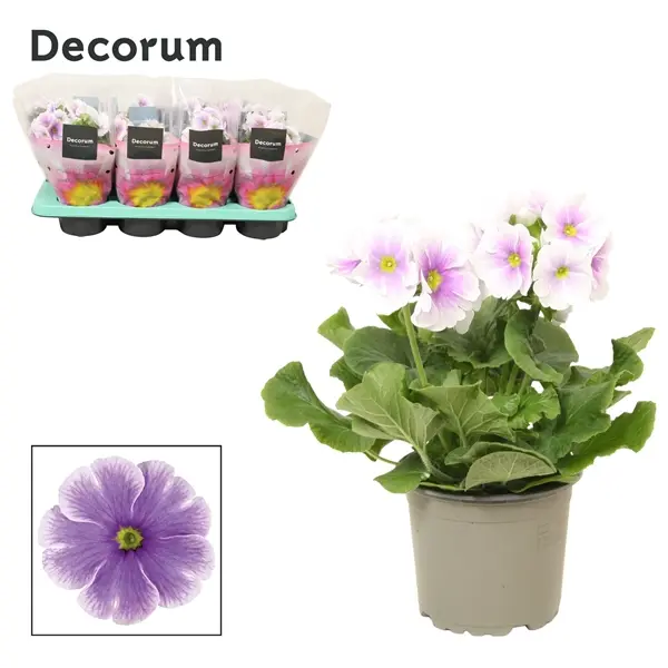 Kuhikpriimula Touch Me P12/25cm valge/sinine