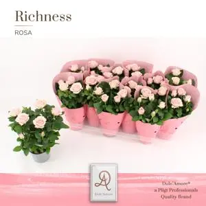 Potiroos Infinity Princess P12/29cm roosa