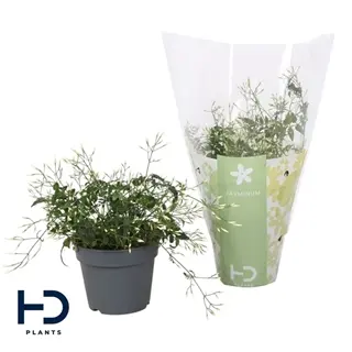 Roosa jasmiin P12/30cm