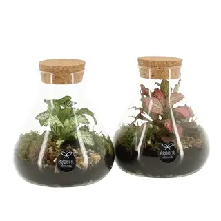 Terraarium toataimega P10/14cm