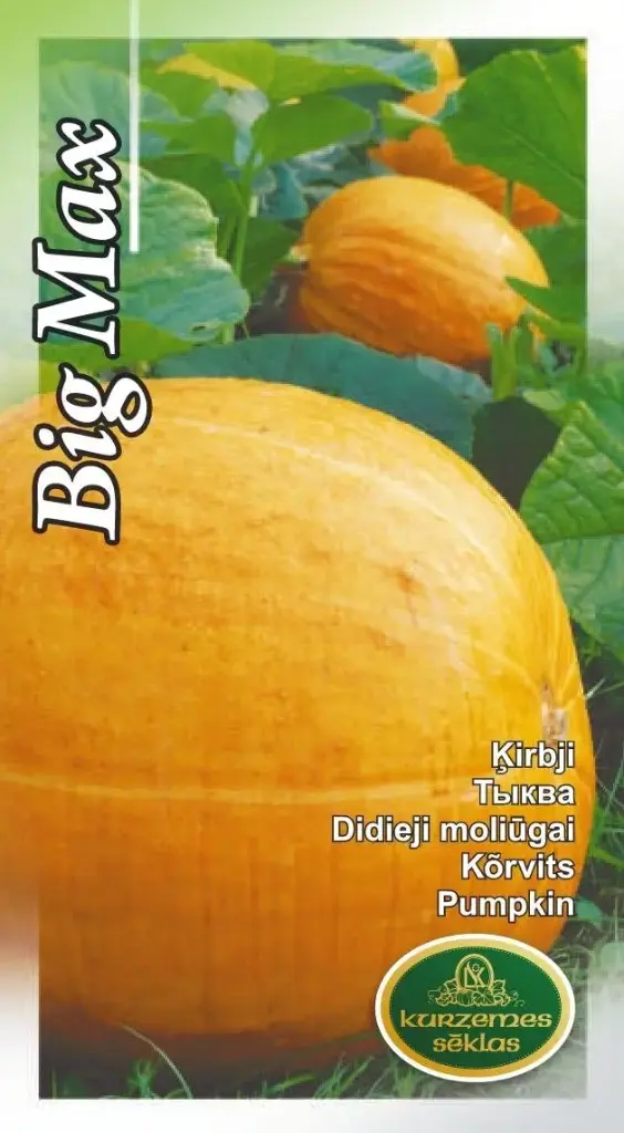 Kõrvits Big Max 2 g