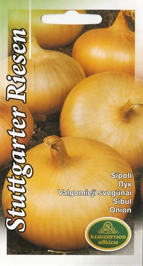 Sibul Stuttgarter Riesen 2 g