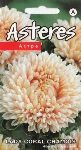 Aster Lady Coral Chamois