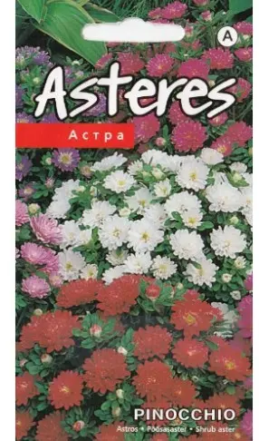 Aster Pinocchio segu 0,2 g