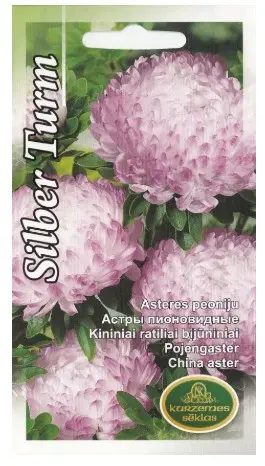 Aster pojeng Silber T. 0,5 g