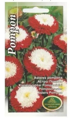 Aster pompoon punane 0,5 g