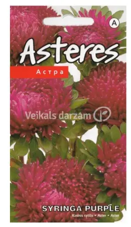 Aster Syringa Purple 0,4 g