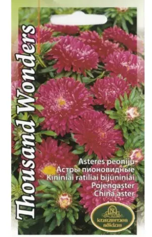 Aster Thousand Wonders karmiinpunane 0,3 g