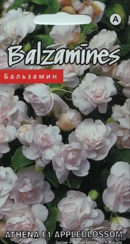 Balzamiin Athena F1 Appleblossom 5 s