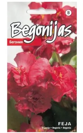 Begonia Feja 15s