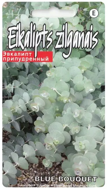 Eukalüpt Baby Blue Bouquet 5s