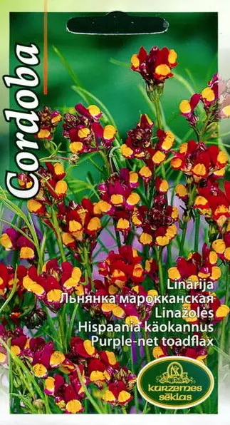 Hispaania käokannus Cordoba 0,3 g